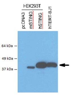 MilliporeSigma STING, Mouse, Unlabeled, Clone: S17G2C4B7, 100&mu;g; Unlabeled:Antibodies,